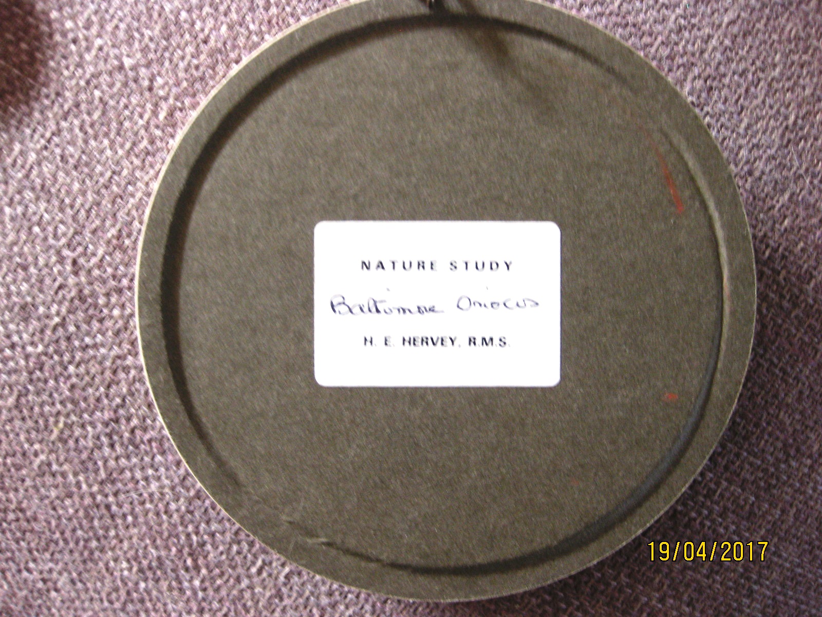 Baltimore Orioles (Version 2) (5-inch)